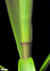 Veronica stenophylla var. stenophylla. Leaf bud with no sinus. Scale = 1 mm.
 Image: W.M. Malcolm © Te Papa CC-BY-NC 3.0 NZ
